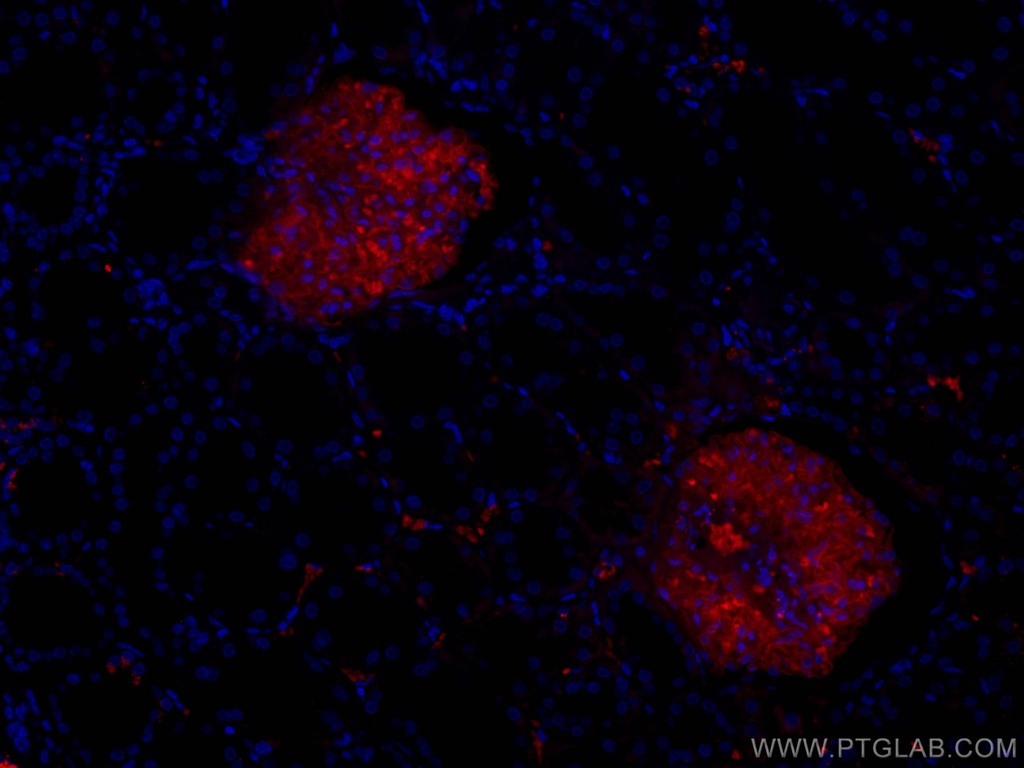 CoraLite®594-conjugated PTPRO Monoclonal antibody