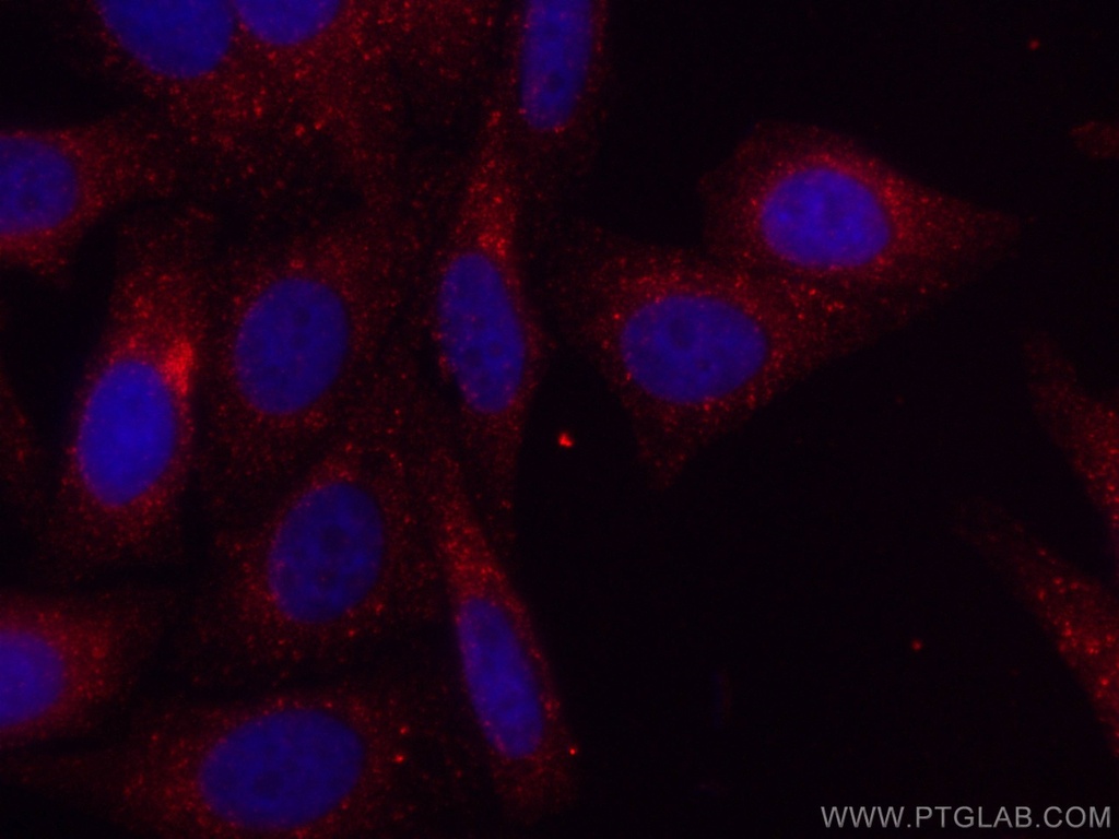CoraLite®594-conjugated COMMD1 Monoclonal antibody