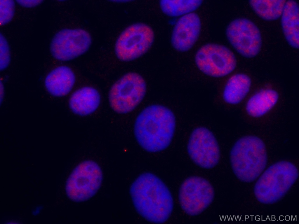 CoraLite®594-conjugated DDX5 Monoclonal antibody