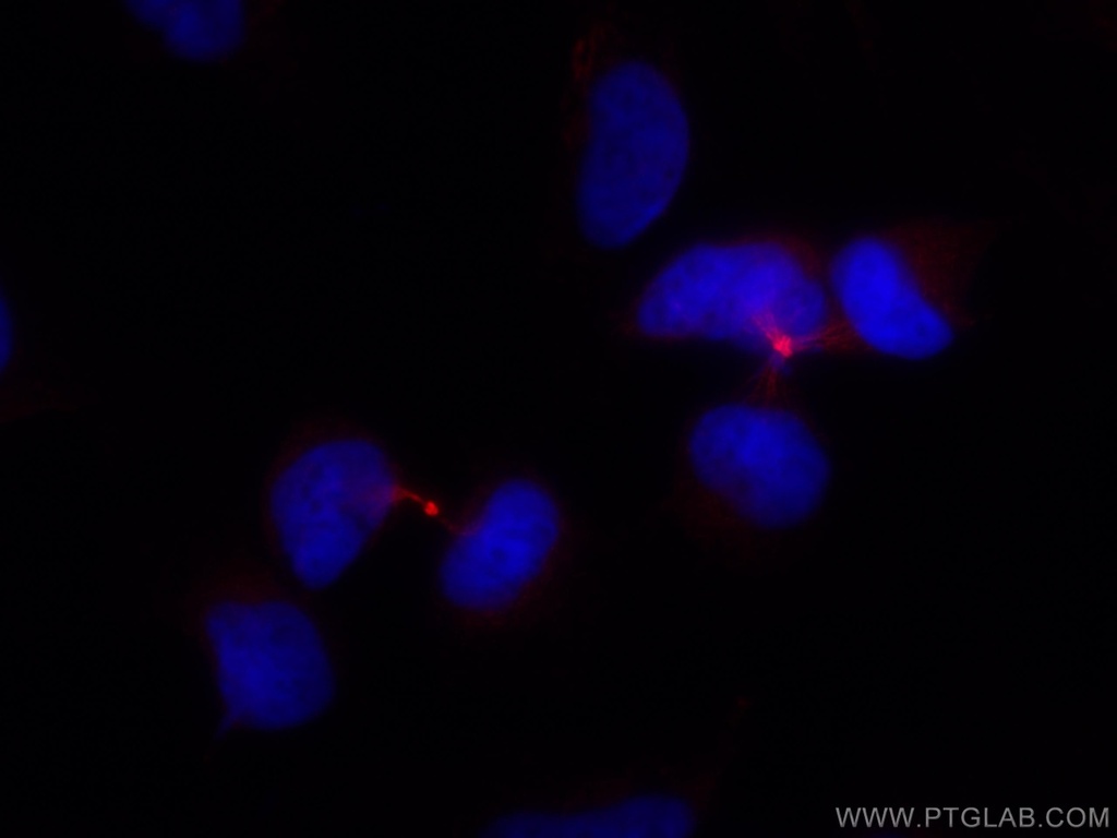 CoraLite®594-conjugated PRC1 Monoclonal antibody