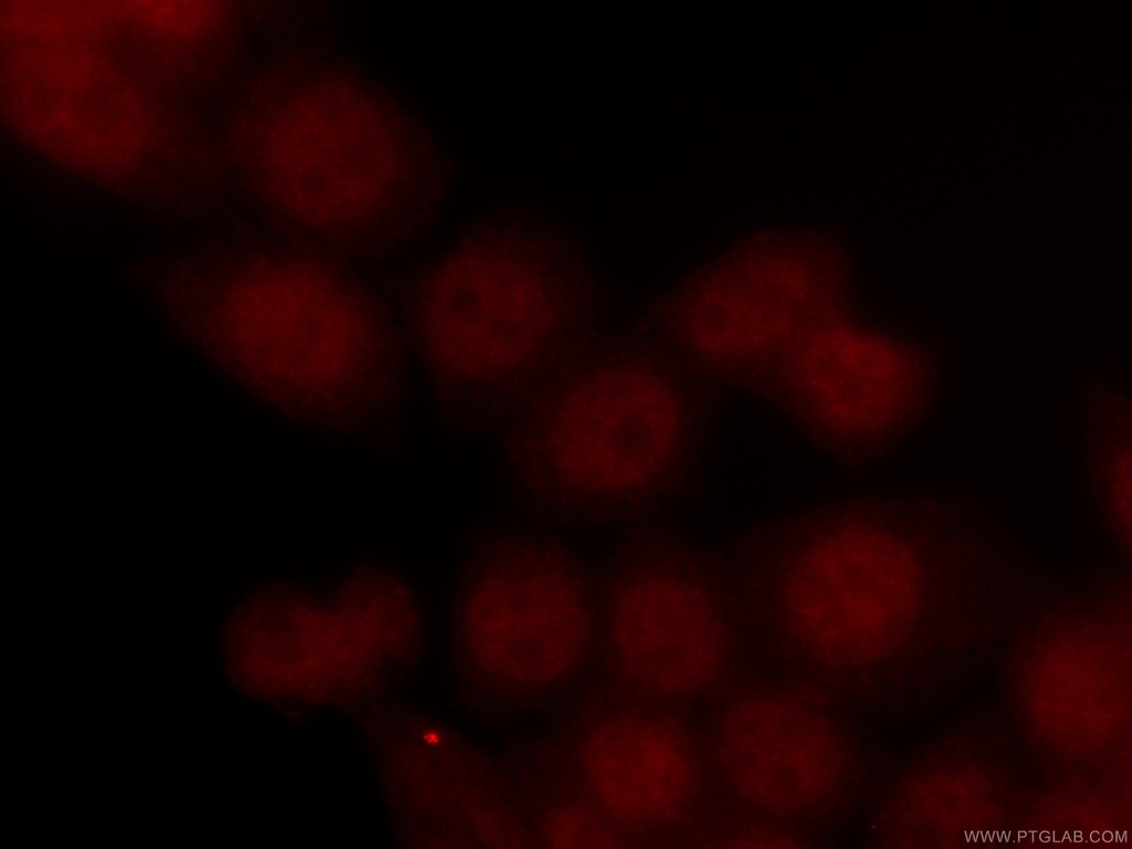 CoraLite®594-conjugated INTS3 Monoclonal antibody