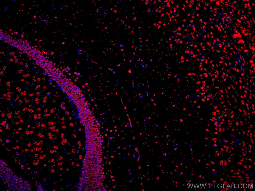 CoraLite®594-conjugated APBB1 Monoclonal antibody