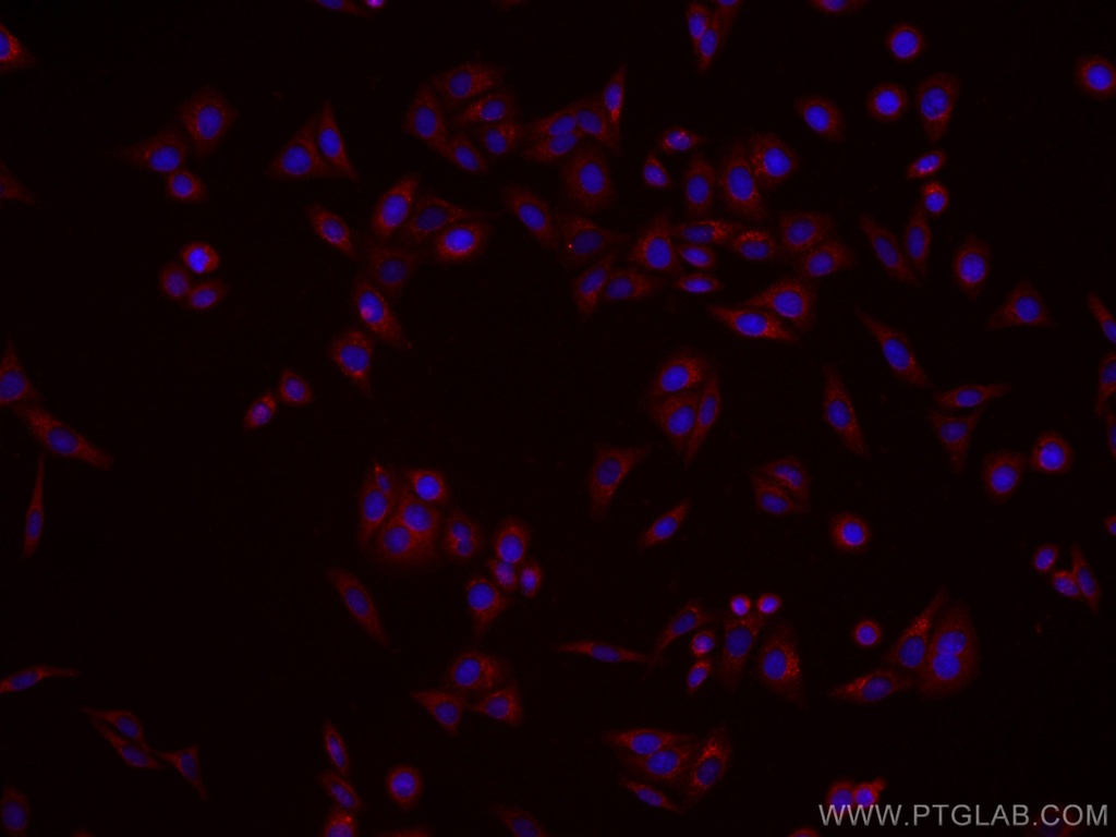 CoraLite®594-conjugated CES1 Monoclonal antibody