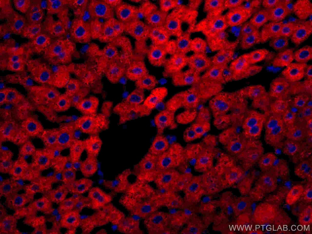 CoraLite®594-conjugated CYP3A4 Monoclonal antibody