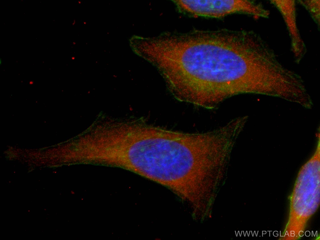 CoraLite®594-conjugated Cytohesin 2 Monoclonal antibody