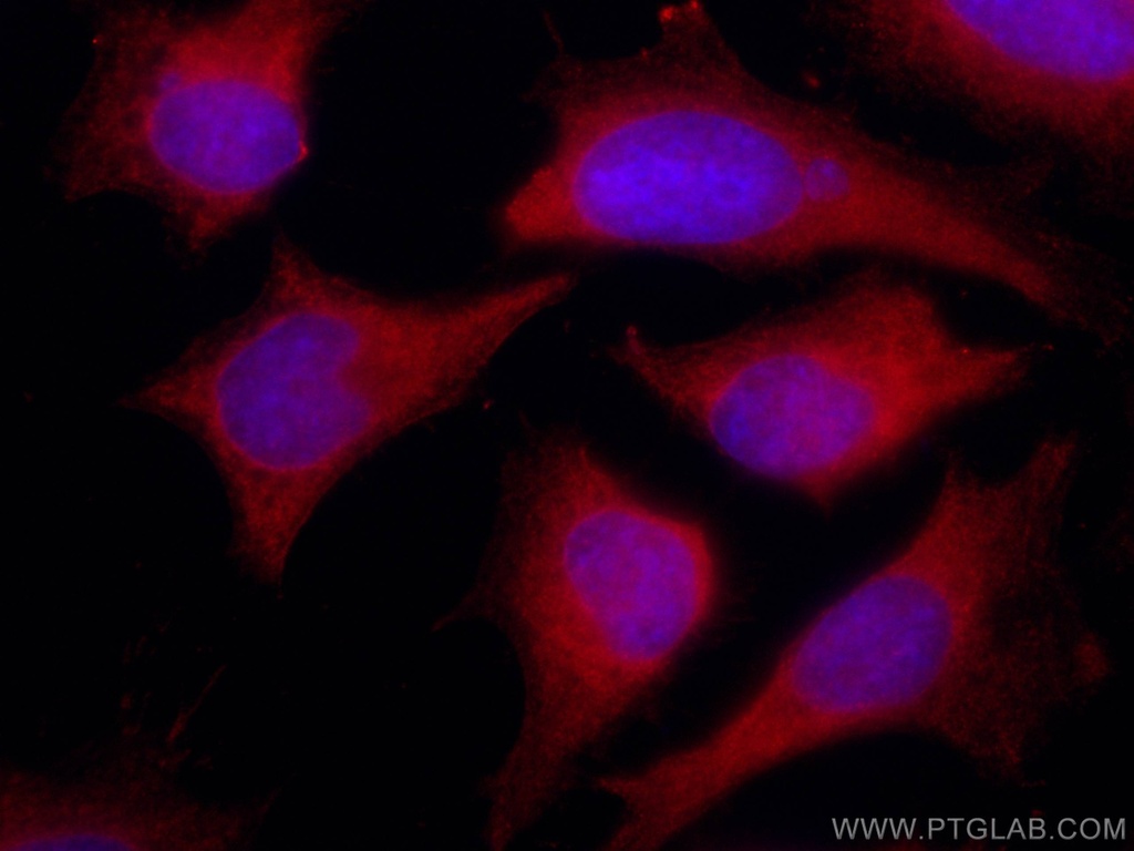 CoraLite®594-conjugated ENO1 Monoclonal antibody