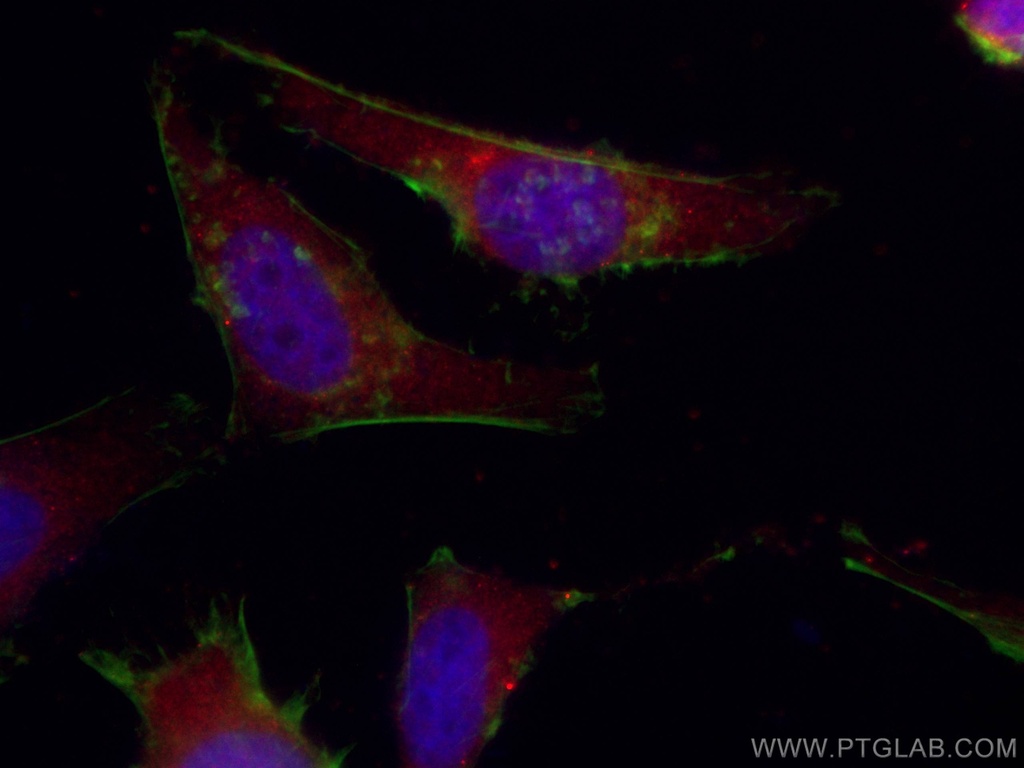 CoraLite®594-conjugated KIF20A Monoclonal antibody