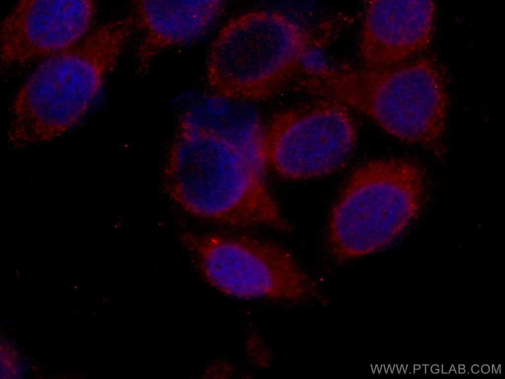 CoraLite®594-conjugated IFIT3 Monoclonal antibody