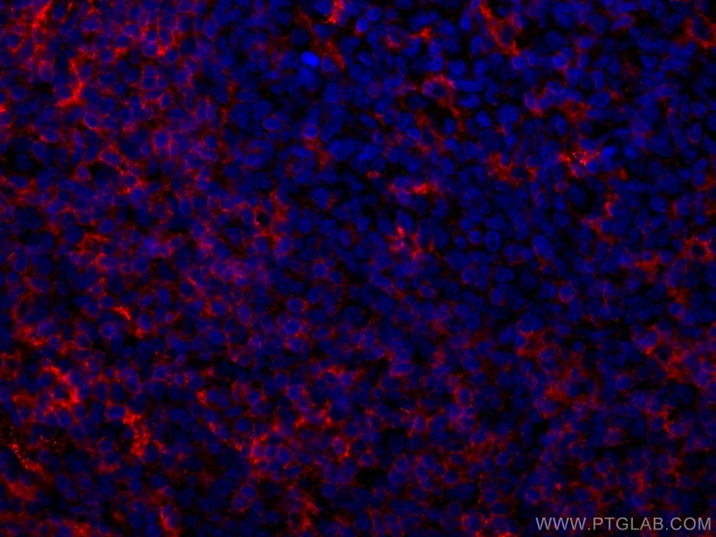 CoraLite®594-conjugated LAIR1 Monoclonal antibody