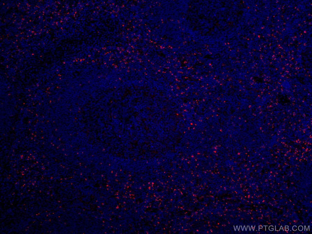 CoraLite®594-conjugated Granzyme K Monoclonal antibody