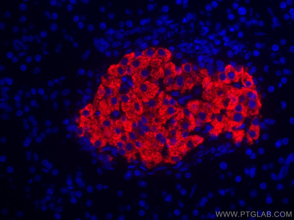 CoraLite®594-conjugated Ins1 Monoclonal antibody