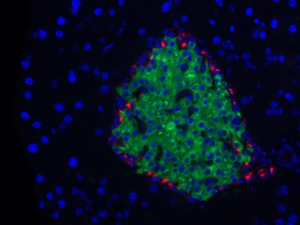CoraLite®594-conjugated Glucagon Monoclonal antibody