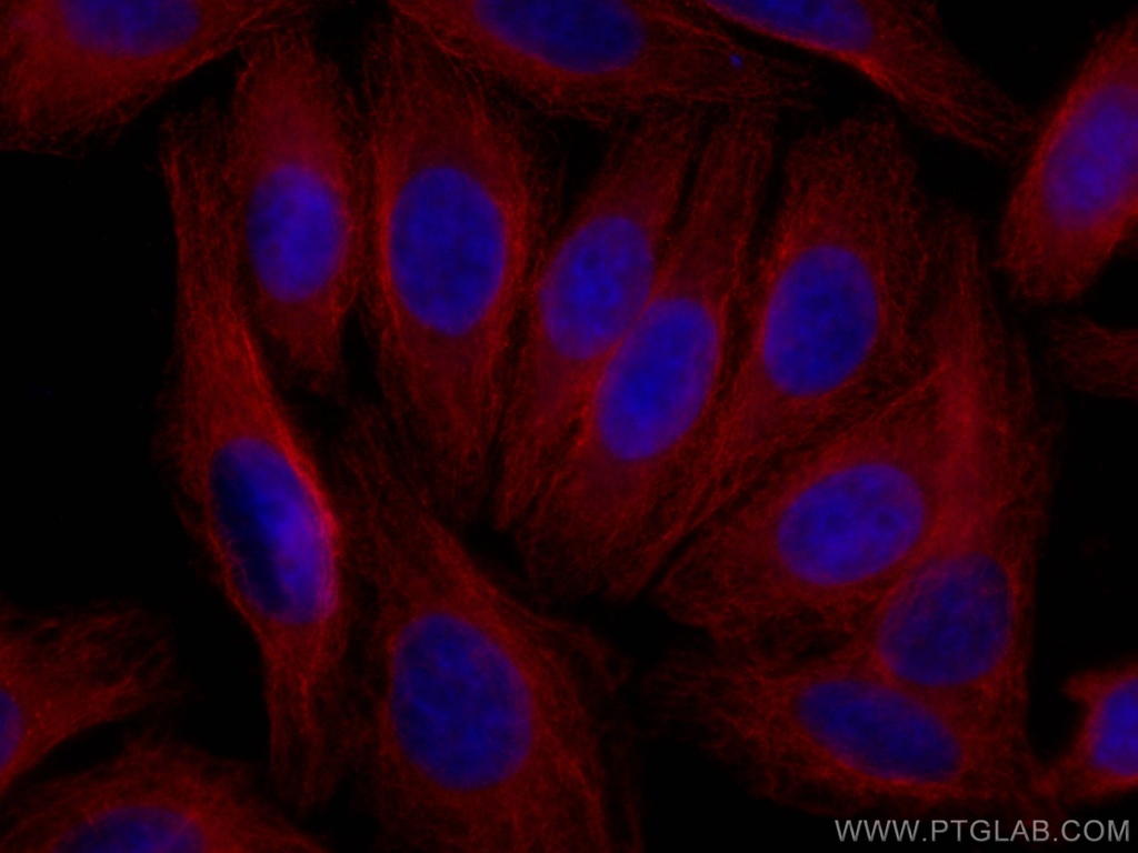 CoraLite®594-conjugated Alpha 2-Antiplasmin Monoclonal antibody