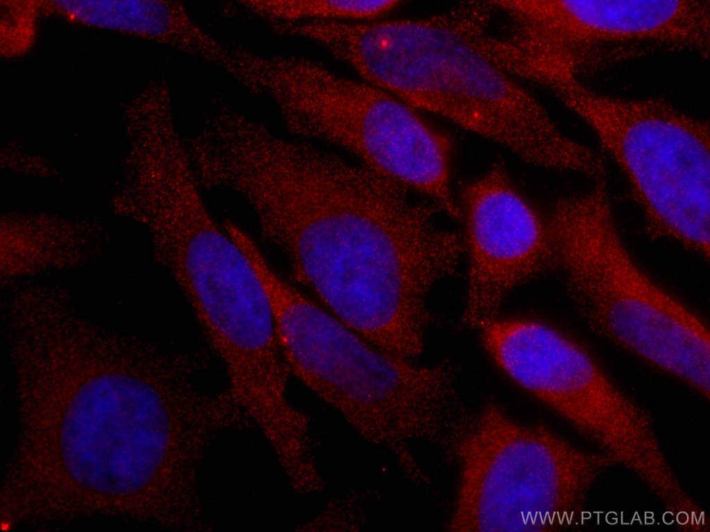 CoraLite®594-conjugated TRIM25 Monoclonal antibody
