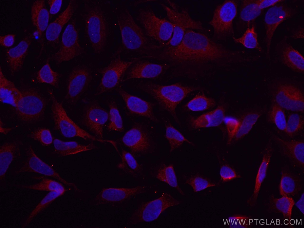 CoraLite®594-conjugated GSK3B Monoclonal antibody
