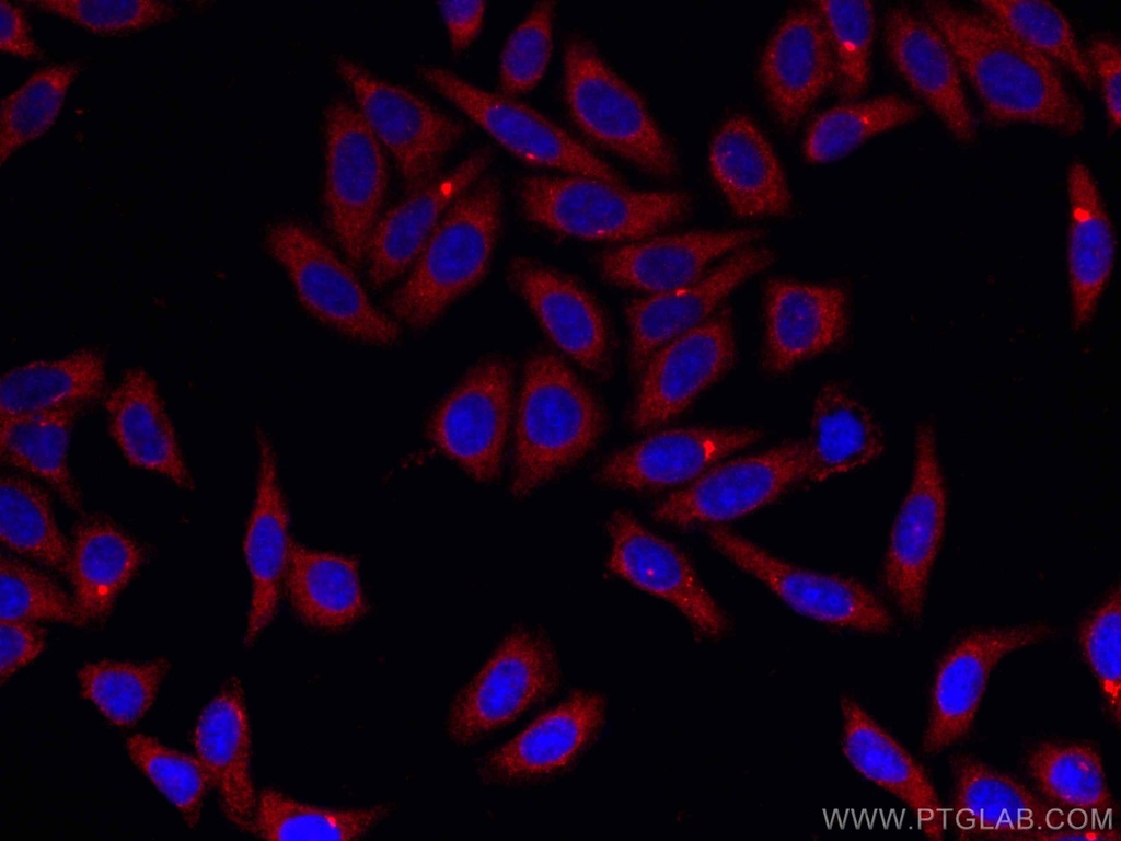 CoraLite®594-conjugated ATG7 Monoclonal antibody