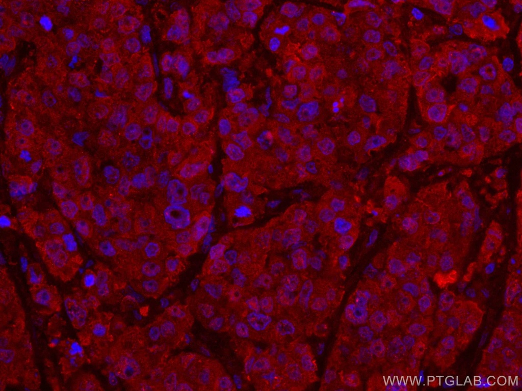 CoraLite®594-conjugated ANAPC5 Monoclonal antibody