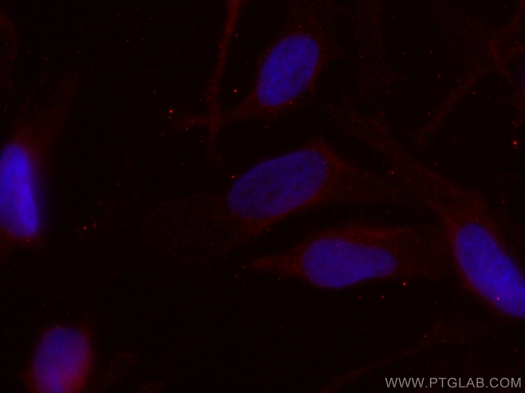 CoraLite®594-conjugated CDCA5 Monoclonal antibody