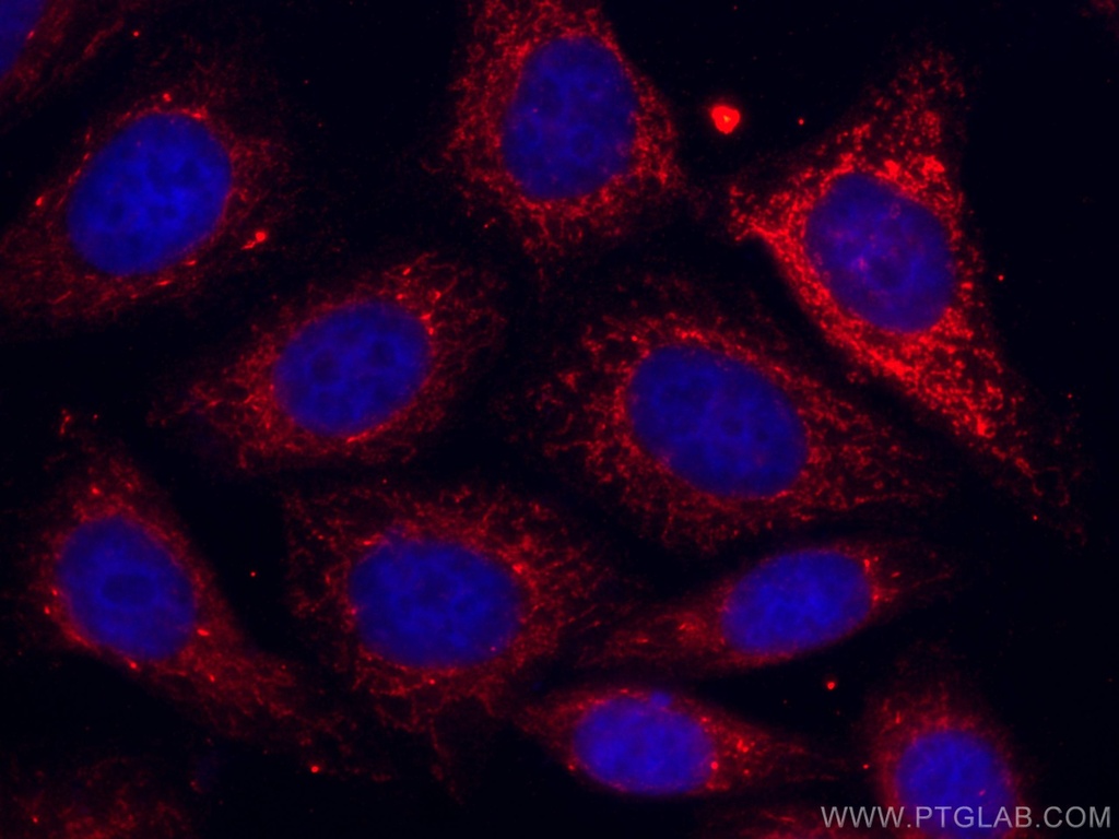 CoraLite®594-conjugated Sam50 Monoclonal antibody