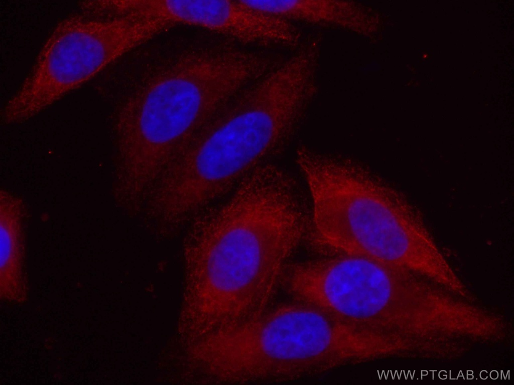 CoraLite®594-conjugated EIF4G2 Monoclonal antibody