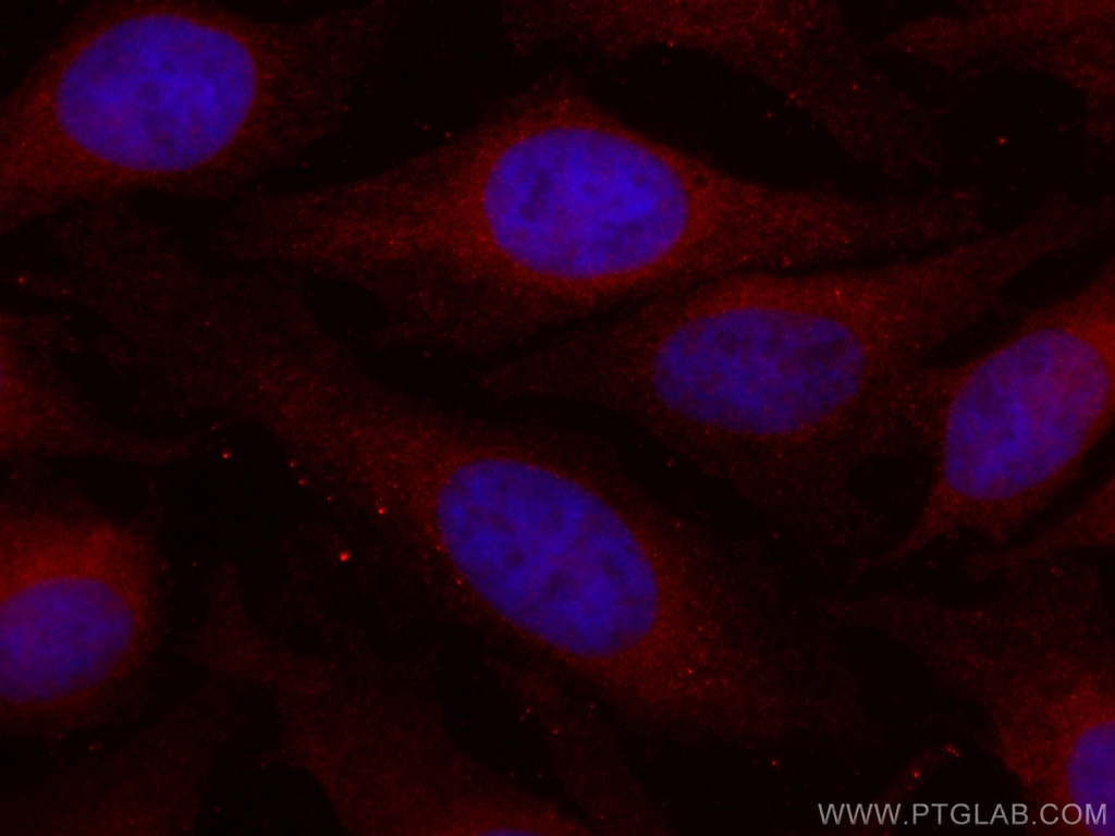 CoraLite®594-conjugated HRD1/SYVN1 Monoclonal antibody