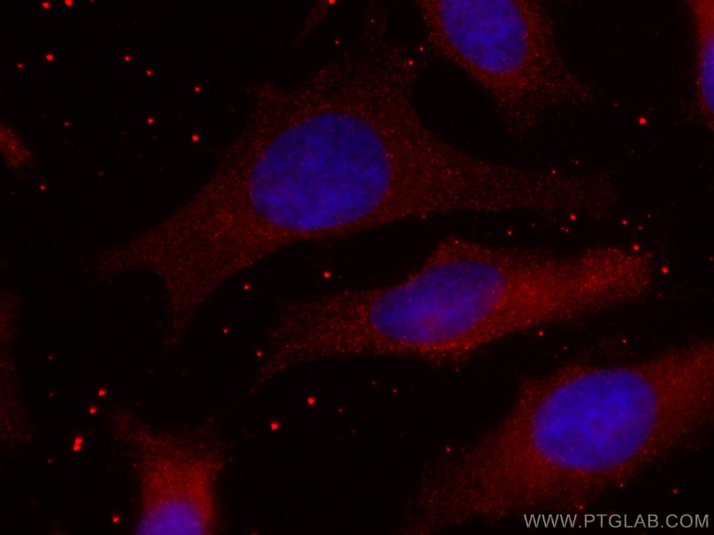 CoraLite®594-conjugated CMPK1 Monoclonal antibody