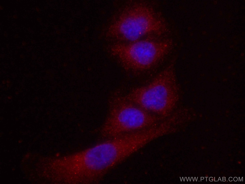 CoraLite®594-conjugated FES Monoclonal antibody