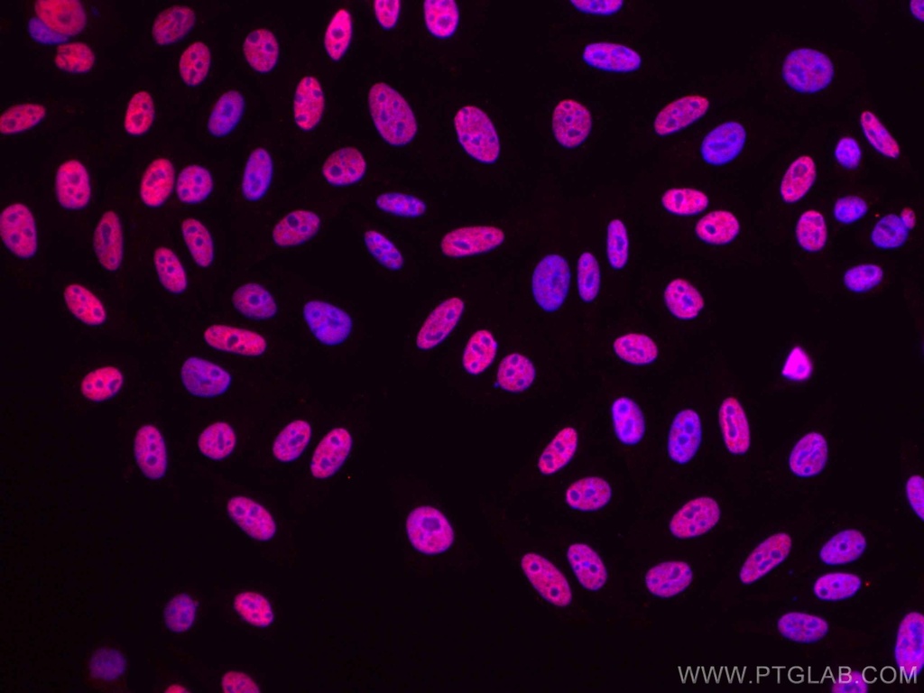 CoraLite®594-conjugated RALYL Monoclonal antibody