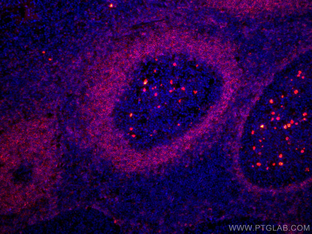 CoraLite®594-conjugated IGHD Monoclonal antibody