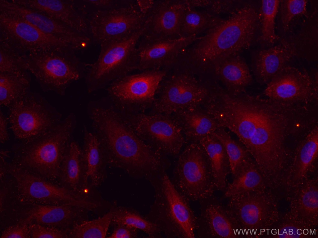 CoraLite®594-conjugated RHOC Monoclonal antibody