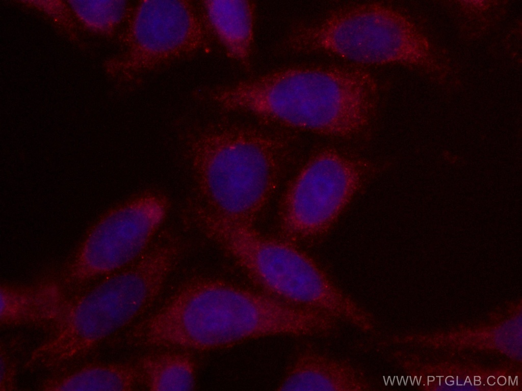 CoraLite®594-conjugated GRP75 Monoclonal antibody
