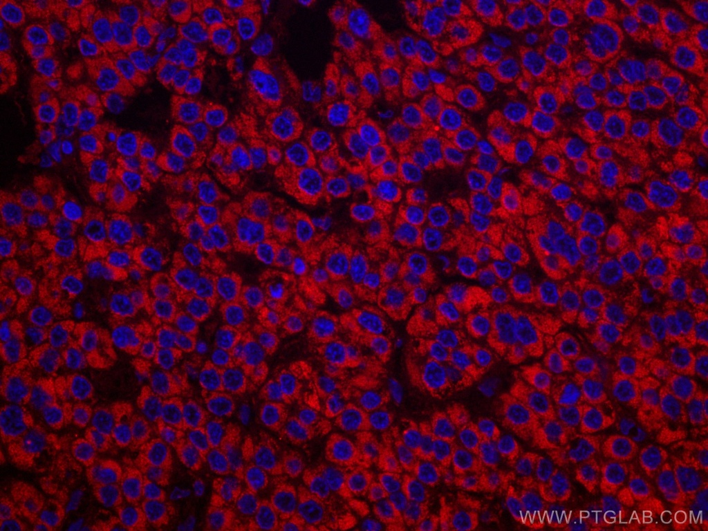 CoraLite®594-conjugated SDHB Monoclonal antibody