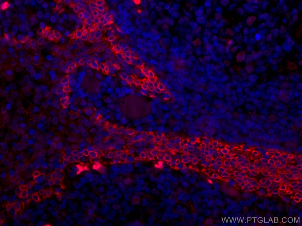 CoraLite®594-conjugated CD63 Monoclonal antibody