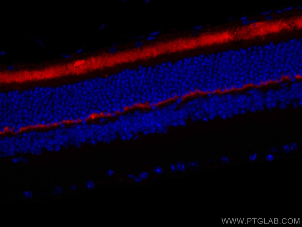 CoraLite®594-conjugated ANO2 Monoclonal antibody