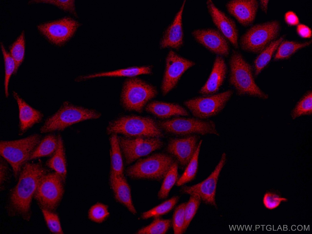 CoraLite®594-conjugated RPS12 Monoclonal antibody