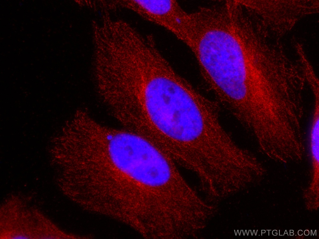 CoraLite®594-conjugated ATG4B Monoclonal antibody