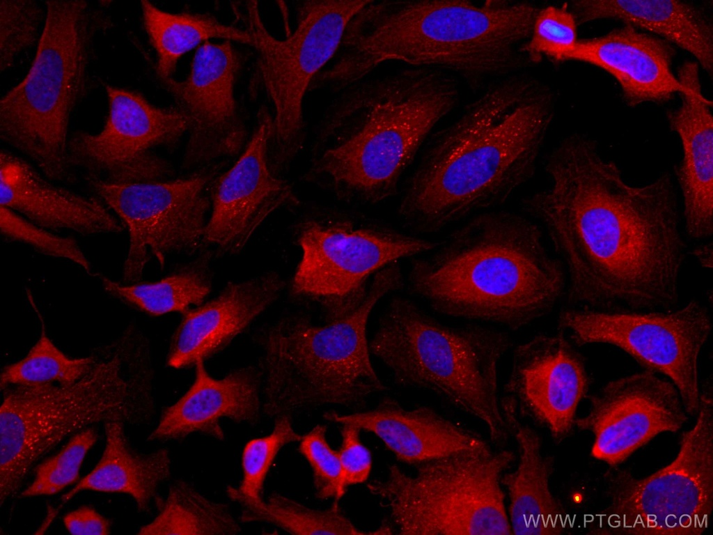 CoraLite®594-conjugated TXNRD1 Monoclonal antibody