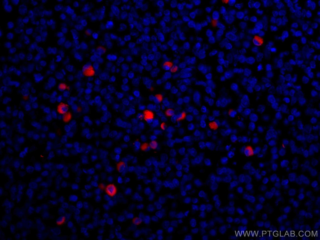 CoraLite®594-conjugated Human IgG Kappa chain Monoclonal antibody