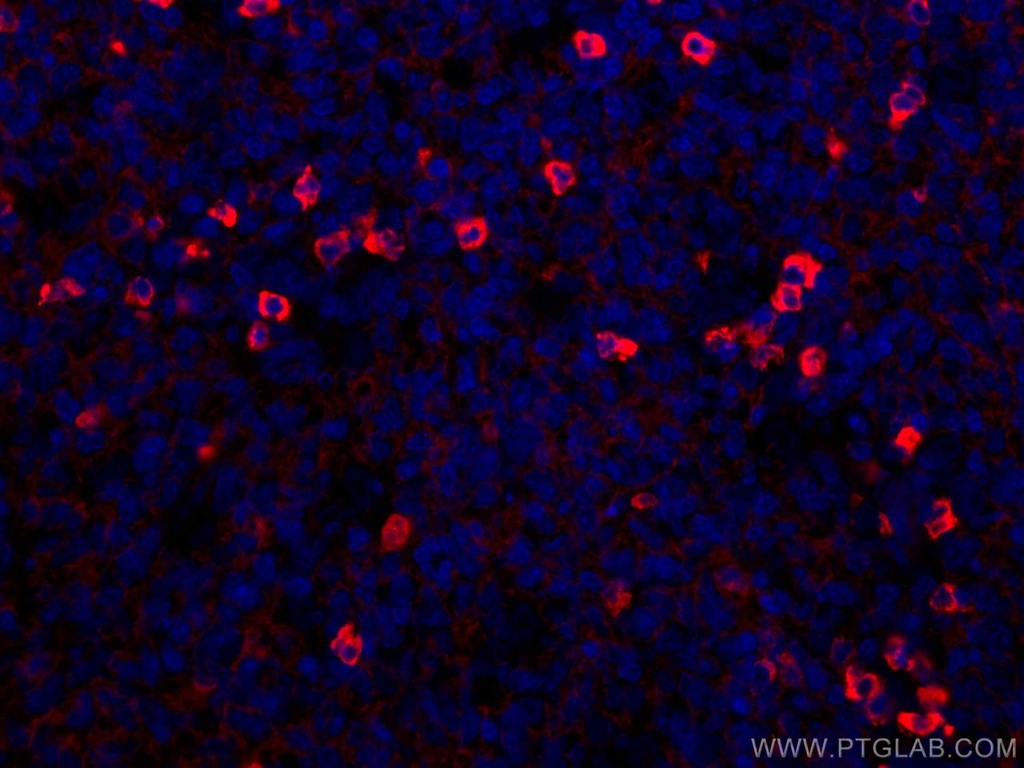 CoraLite®594-conjugated Human IgG lambda chain Monoclonal antibody
