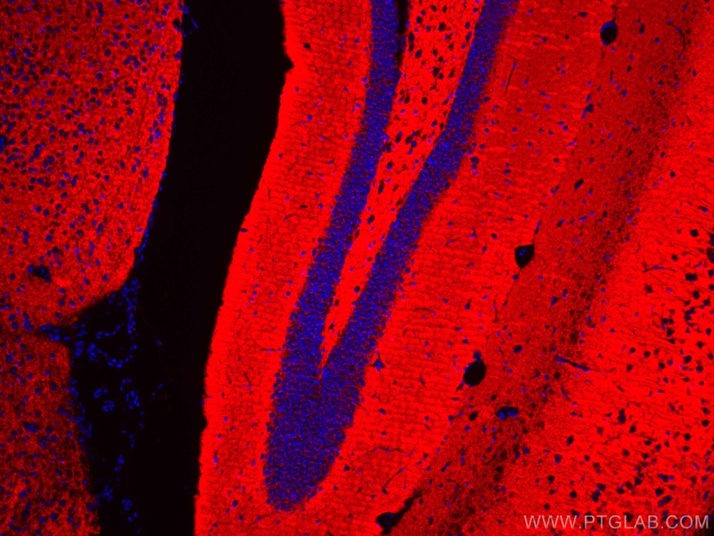 CoraLite®594-conjugated Synaptophysin Monoclonal antibody