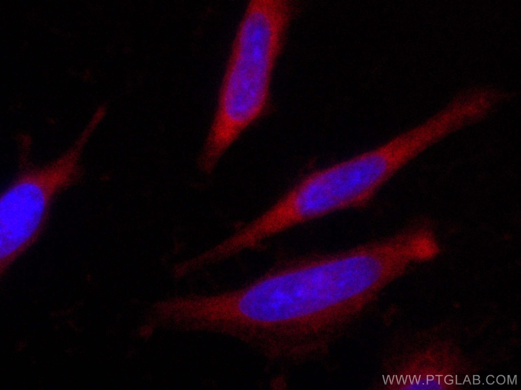 CoraLite®647-conjugated IkB Alpha Polyclonal antibody