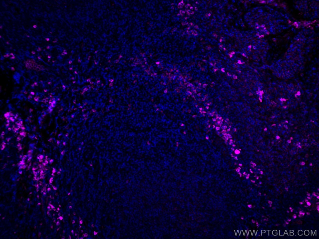 CoraLite®647-conjugated Human IgG Polyclonal antibody