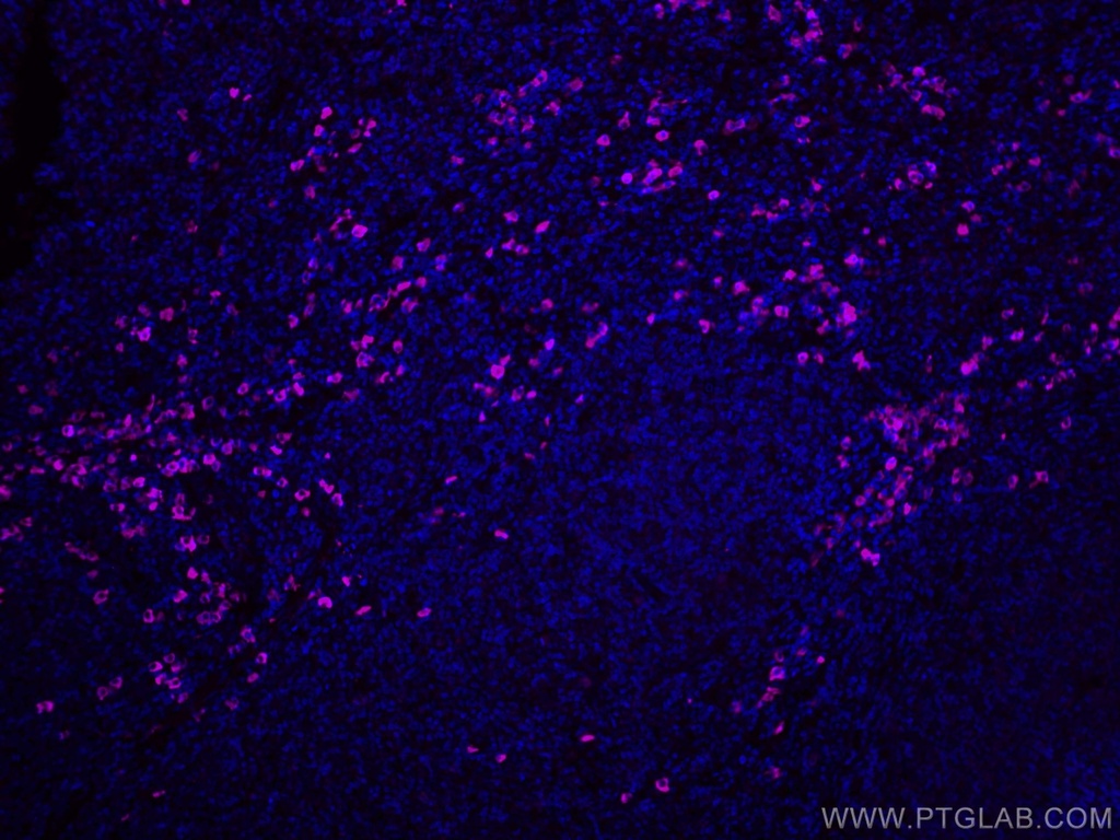 CoraLite®647-conjugated IgG Lambda Light Chain Polyclonal antibody