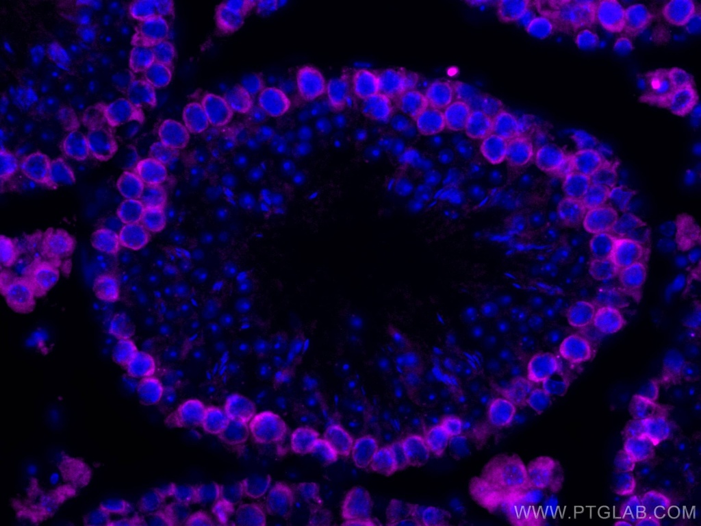 CoraLite®647-conjugated DAZL Polyclonal antibody