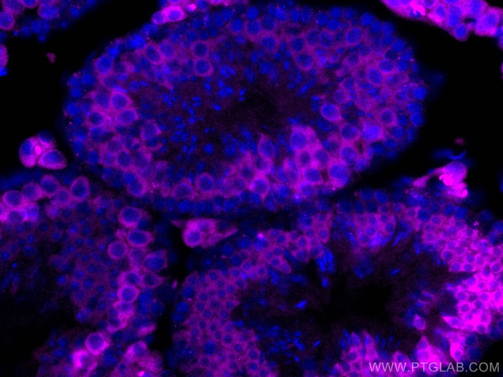 CoraLite®647-conjugated BOULE Polyclonal antibody