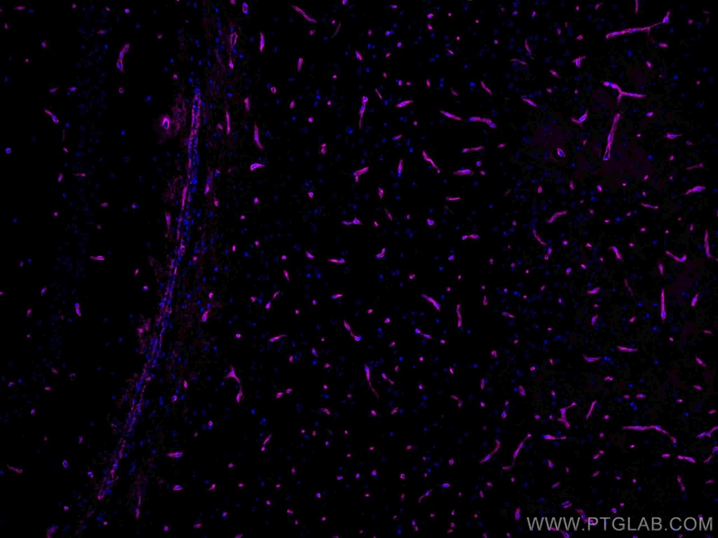 CoraLite®647-conjugated Aquaporin 4 Polyclonal antibody