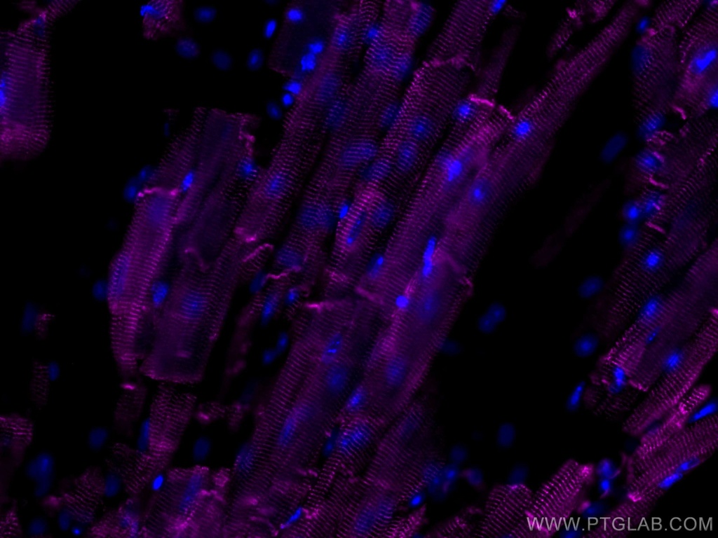 CoraLite®647-conjugated Desmin Polyclonal antibody