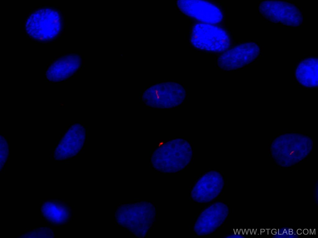 CoraLite®647-conjugated ARL13B Polyclonal antibody