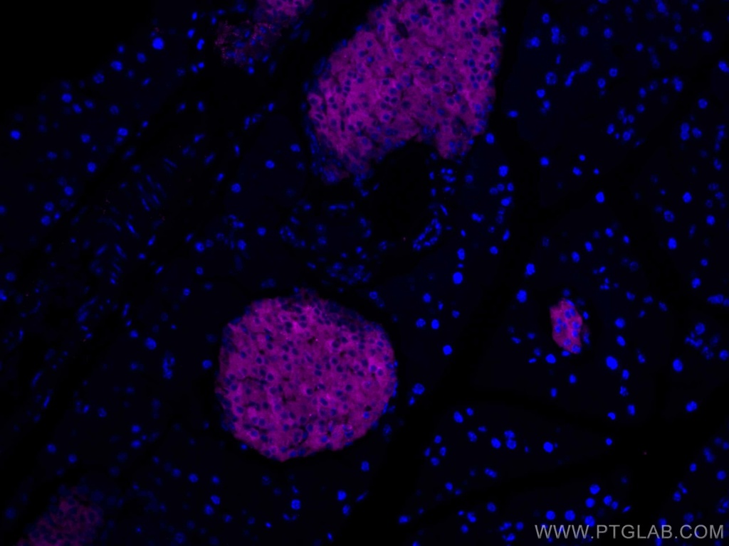 CoraLite®647-conjugated Synaptophysin Polyclonal antibody