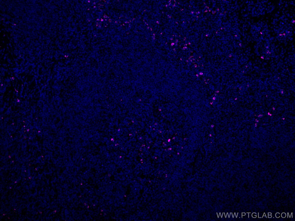 CoraLite®647-conjugated IgG Lambda Light Chain Polyclonal antibody
